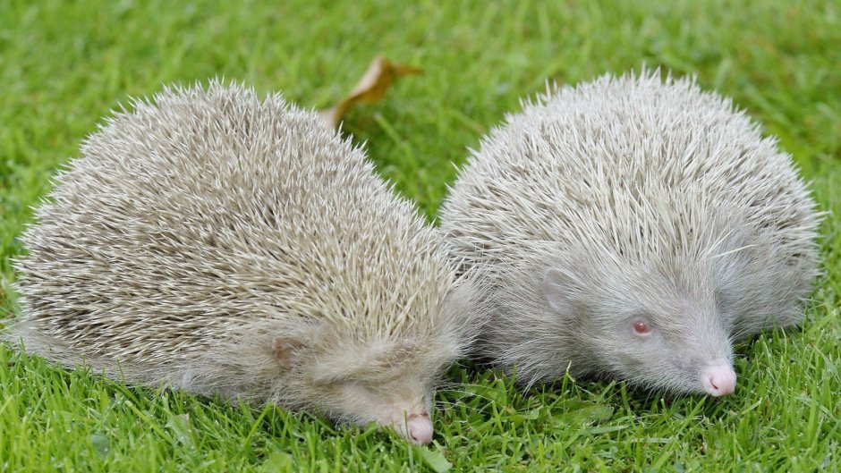 Ежик на прозрачном фоне
