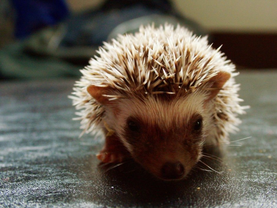 Мохнатый еж