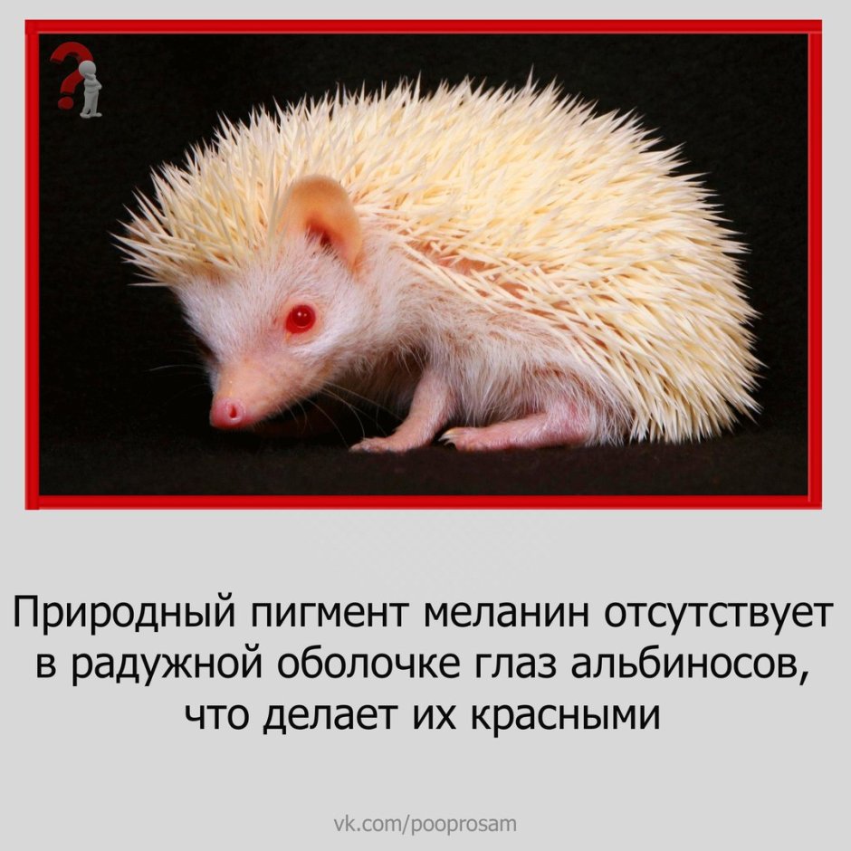 Белый декоративный Ежик