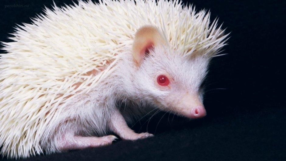 Африканский еж с ежатами