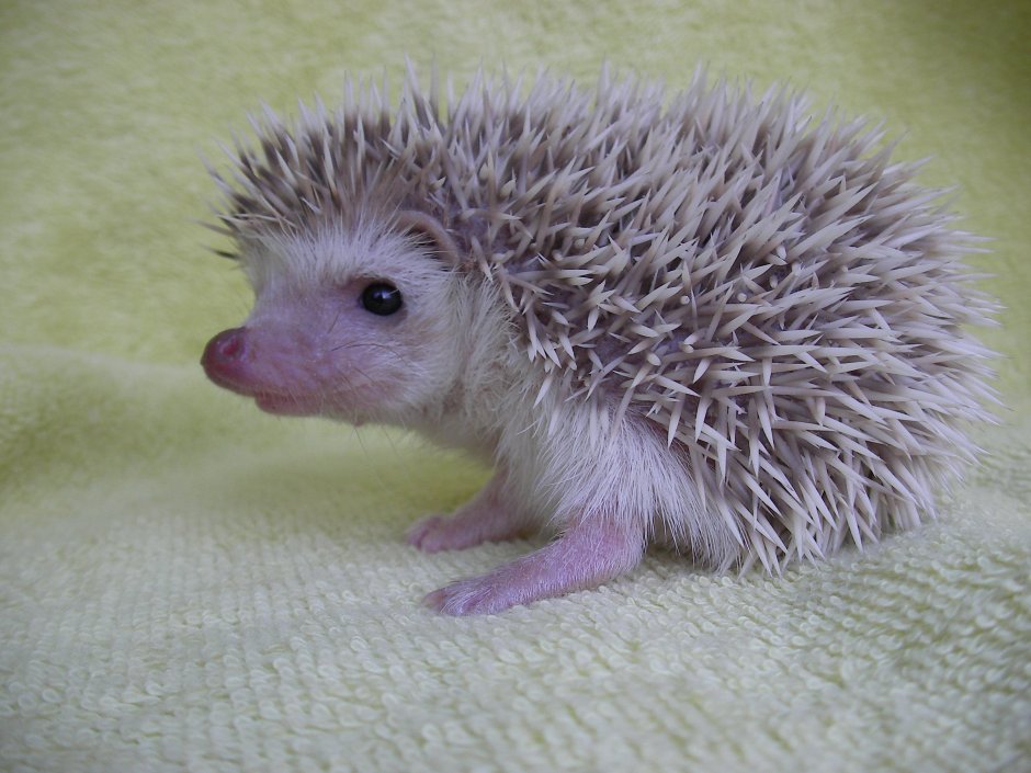 Белобрюхий Африканский Ёжик