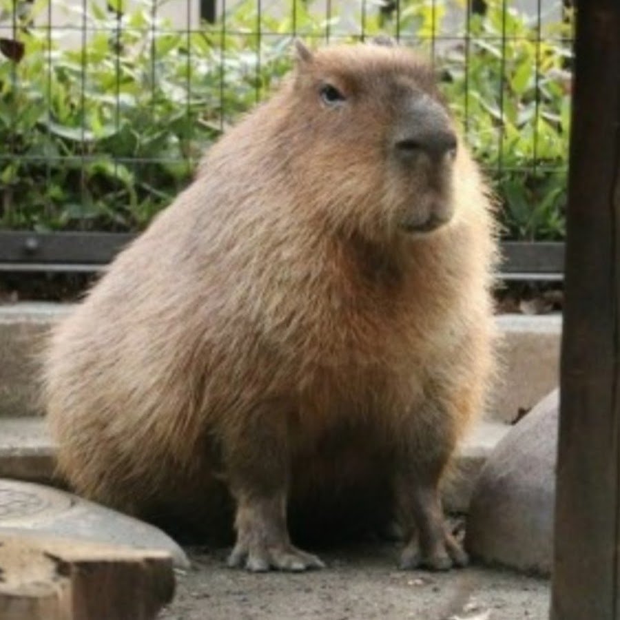 Голиаф лягушка питается