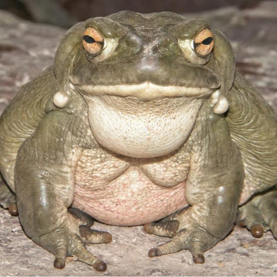 Африканский водонос лягушка