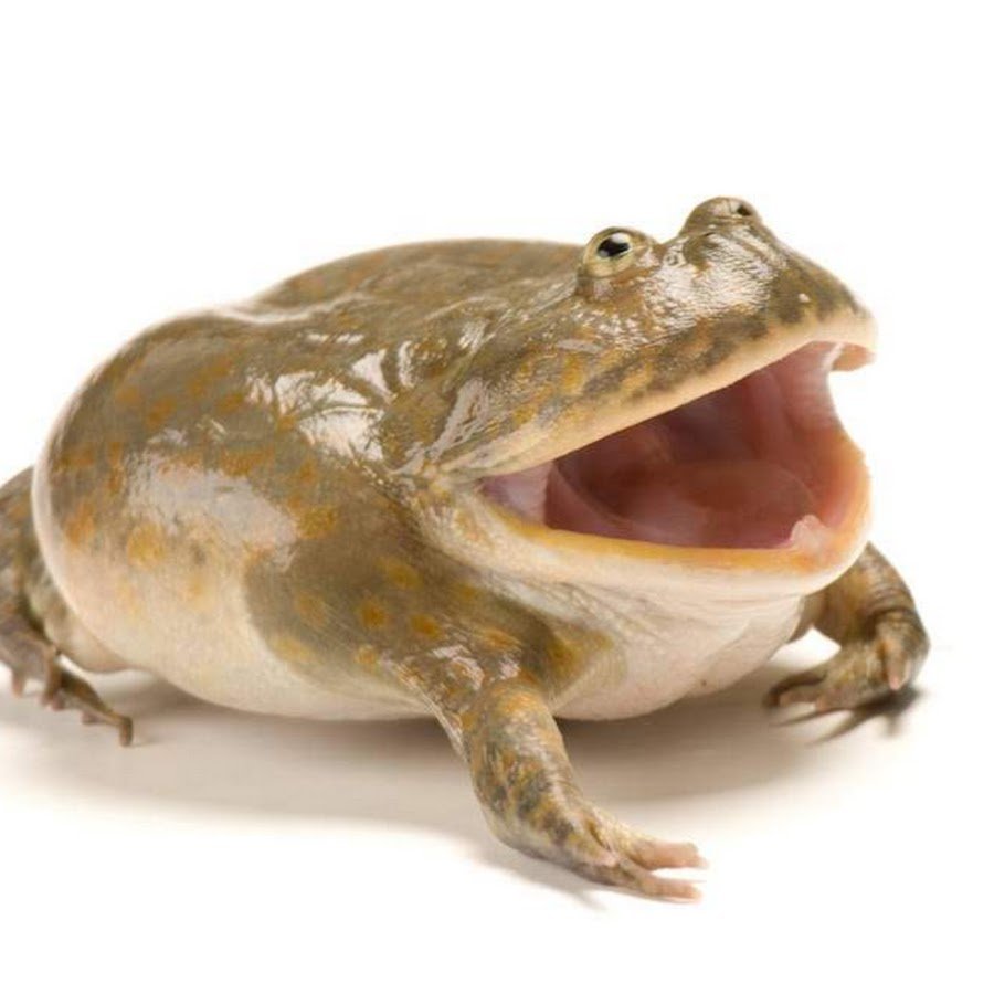 Мистер Фрог