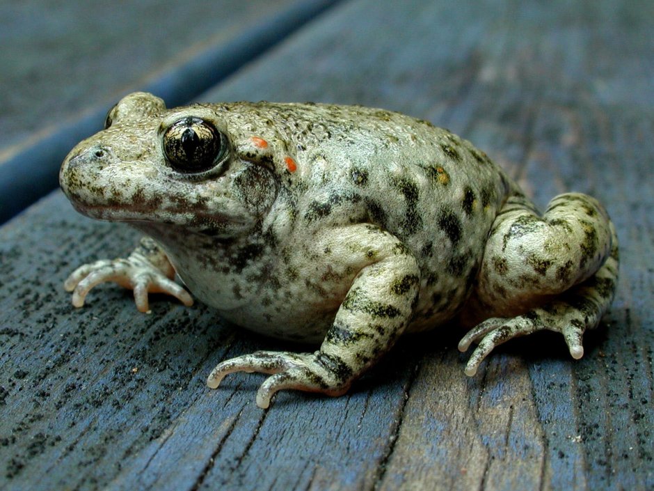 Калимантанская барбурула