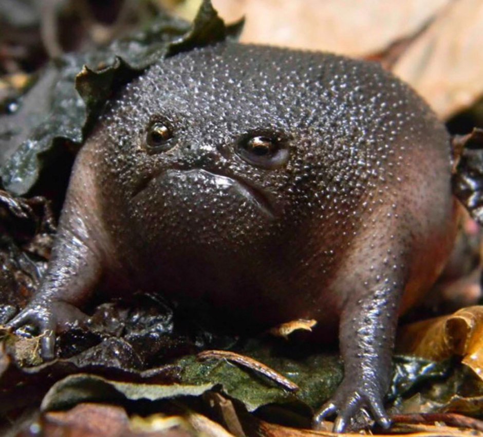 Лягушка Пепе улыбается