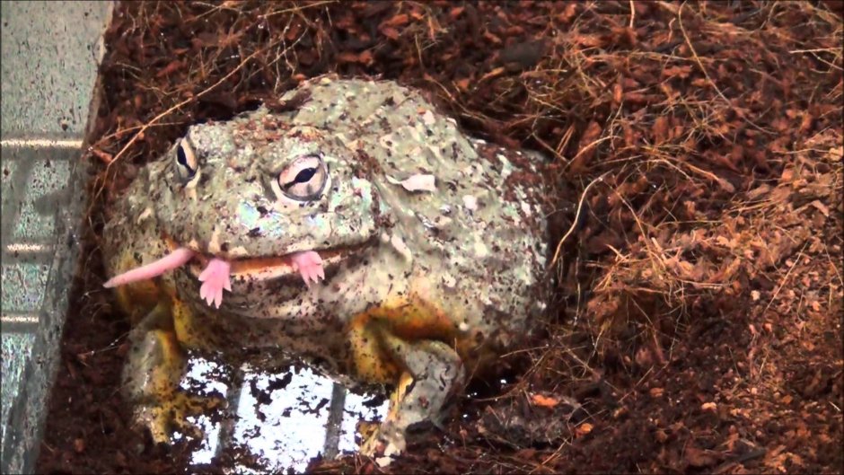 Лягушка Пепе думает