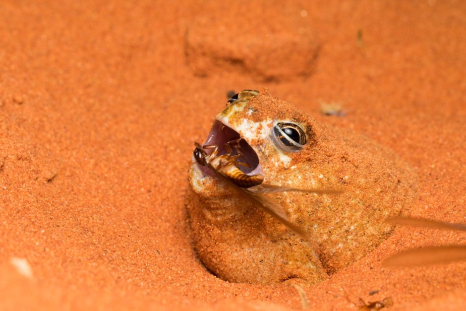 Лягушка на синем фоне