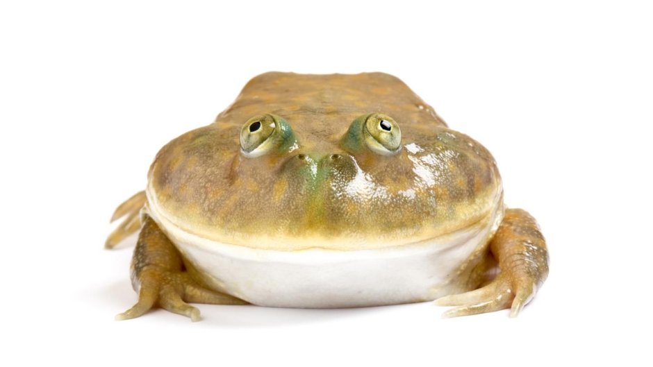 Лягушка баджита