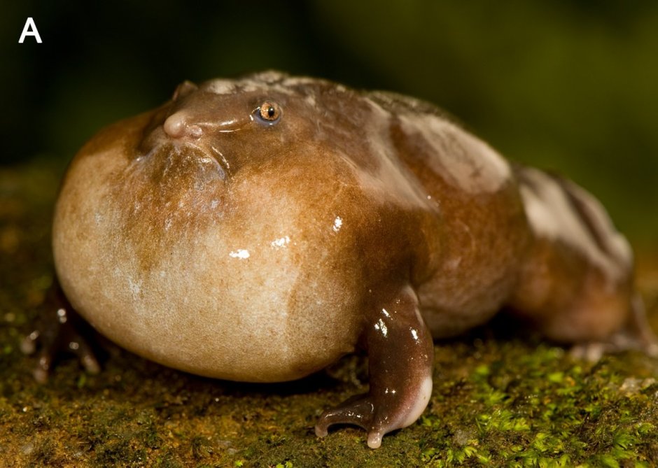 Жирная лягуха