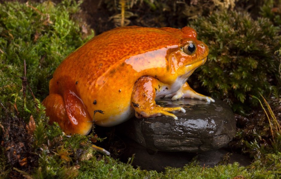 Винный узкорот