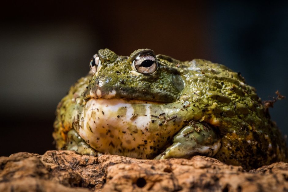 Африканская жаба Bullfrog