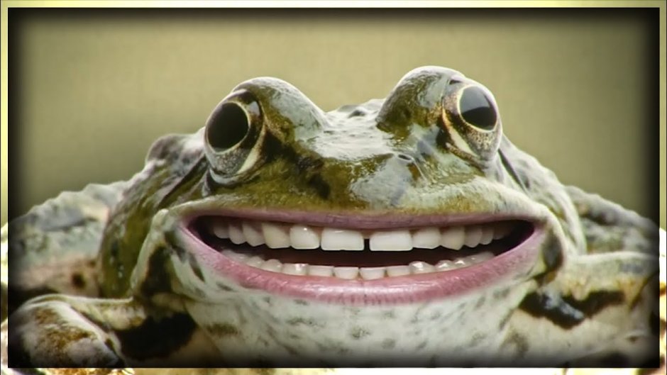 Австралийская лягушка водонос зубы