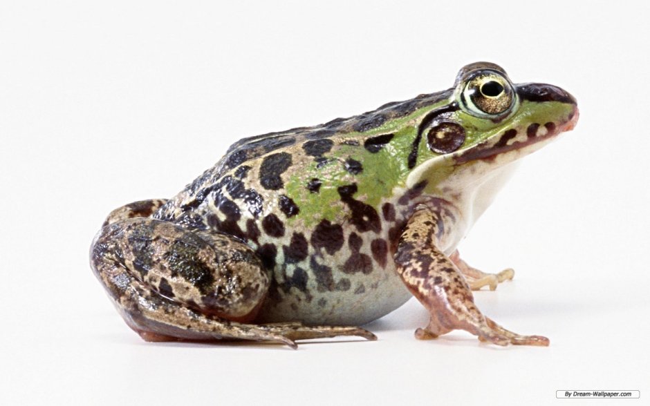 Черная дождевая лягушка breviceps fuscus