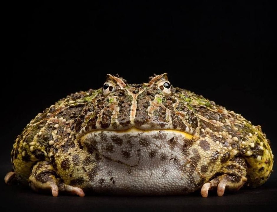 Самая жирная жаба