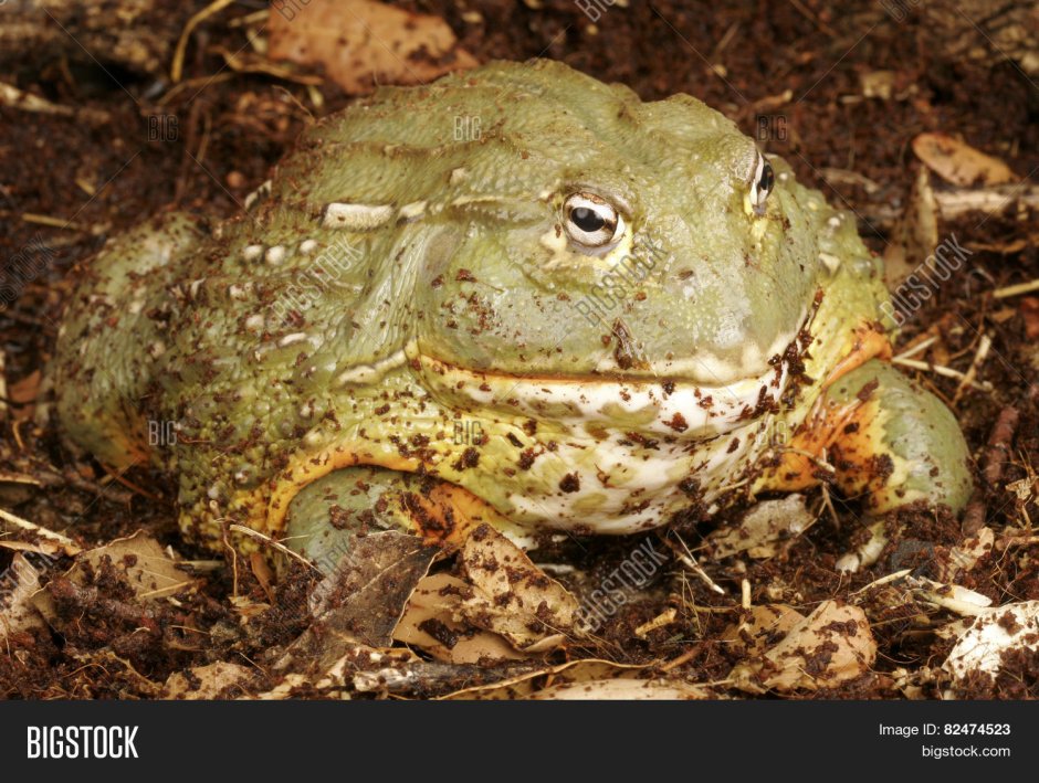 Орущая жаба