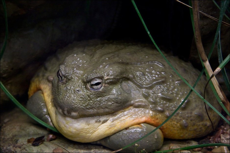 Толстая жаба