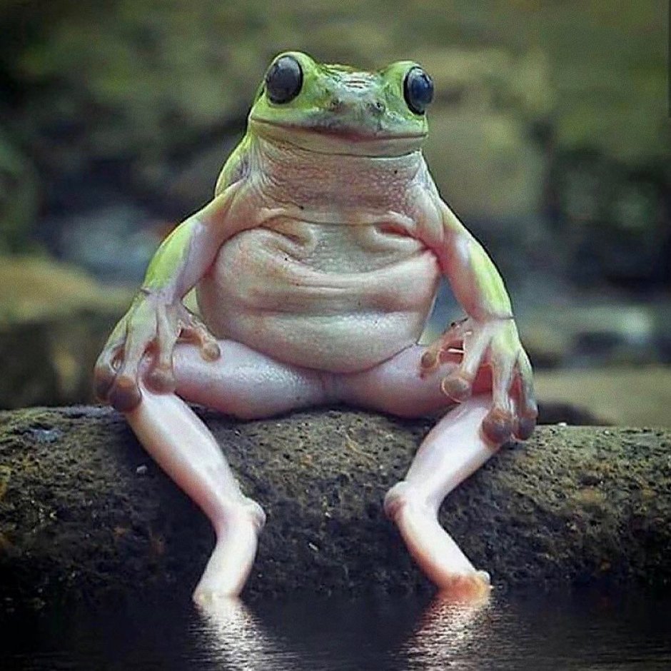 Адопми лягушка бык