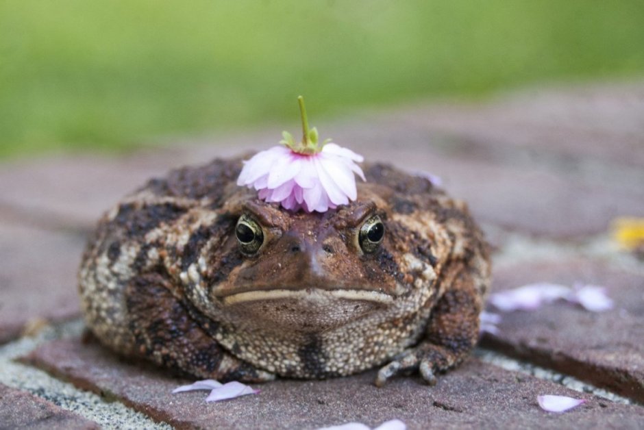 Glyphoglossus Molossus