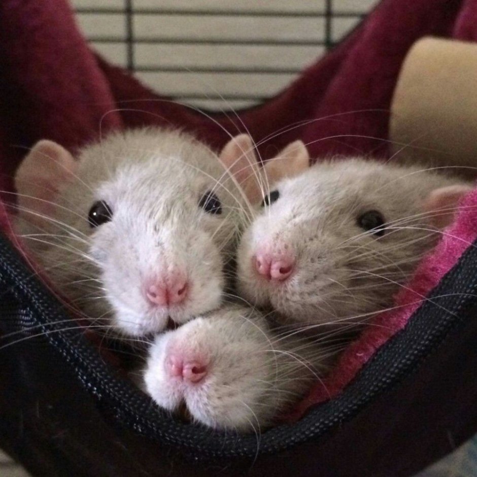 3 Крыски