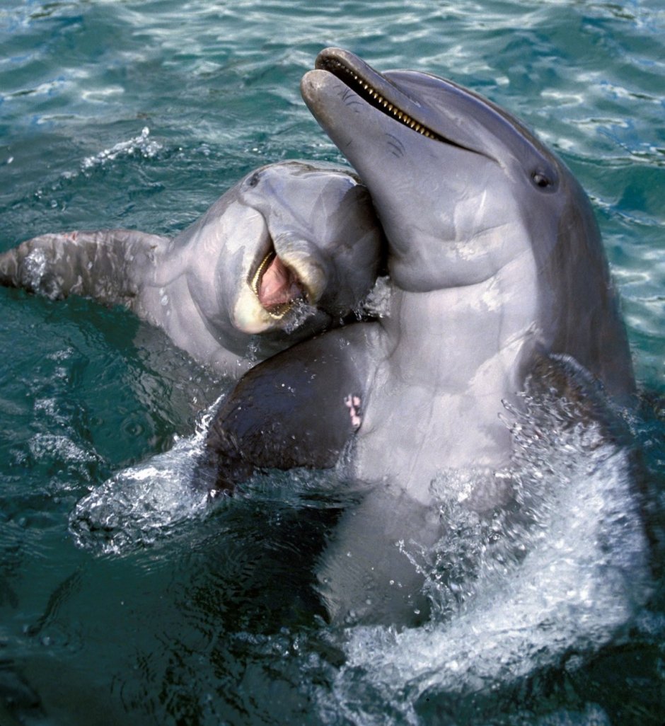 Dolphins серый/желтый
