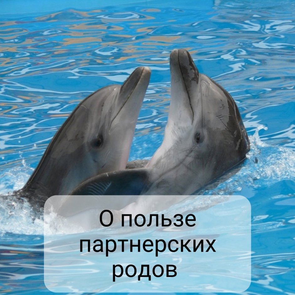Дельфины люди моря