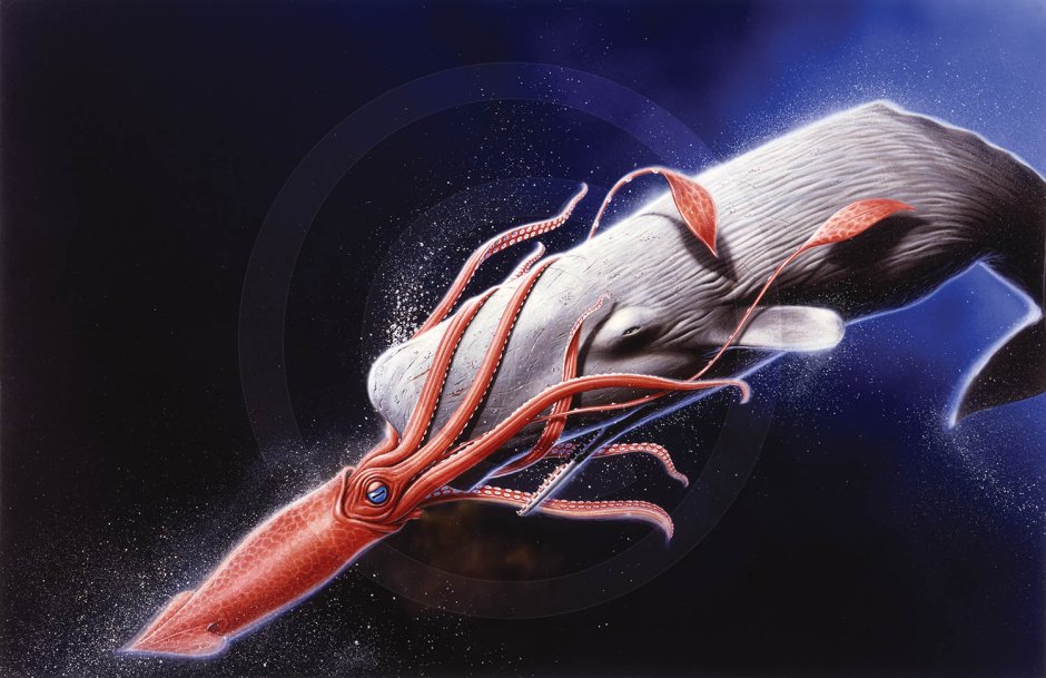 Гигантские кальмары и Кашалоты