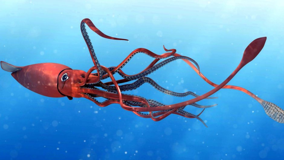 Антарктический гигантский кальмар