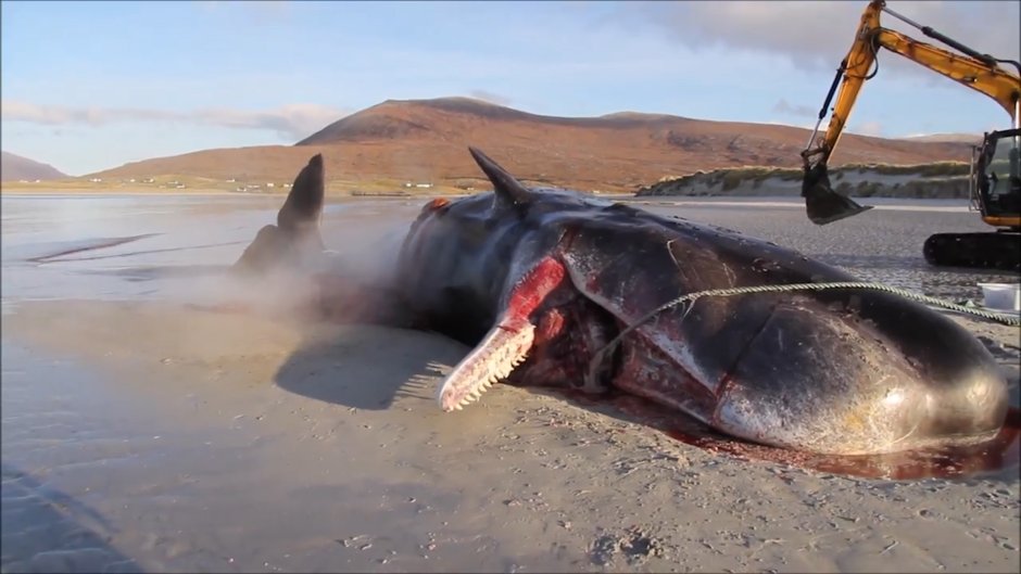 Гигантский осьминог против кашалота