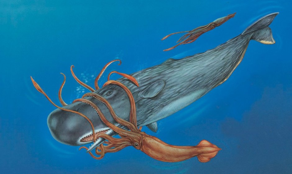 Кит Кашалот и гигантский кальмар