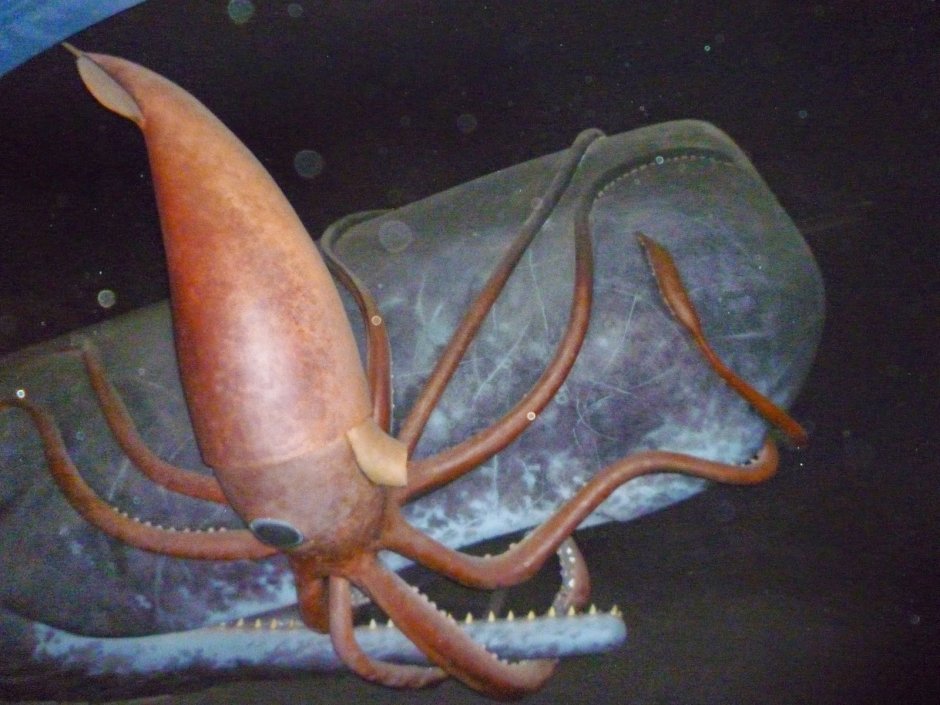 Гигантские кальмары и Кашалоты