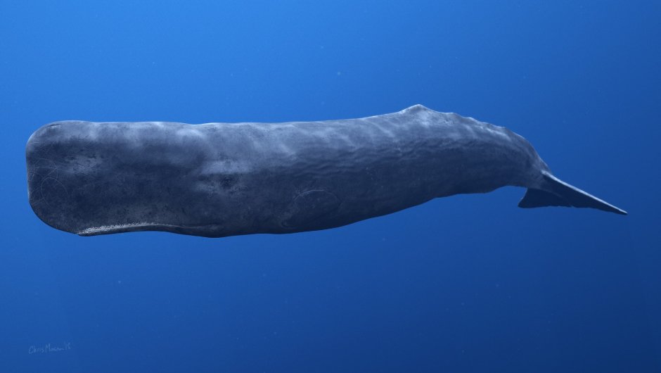 Гейдельбергская бочка кашалота