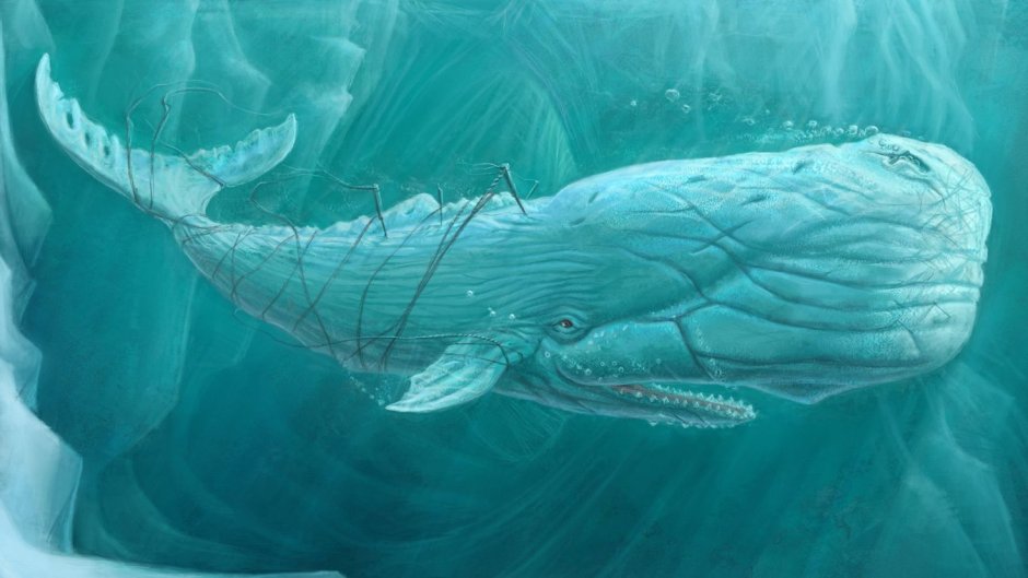 Моби Дик арт