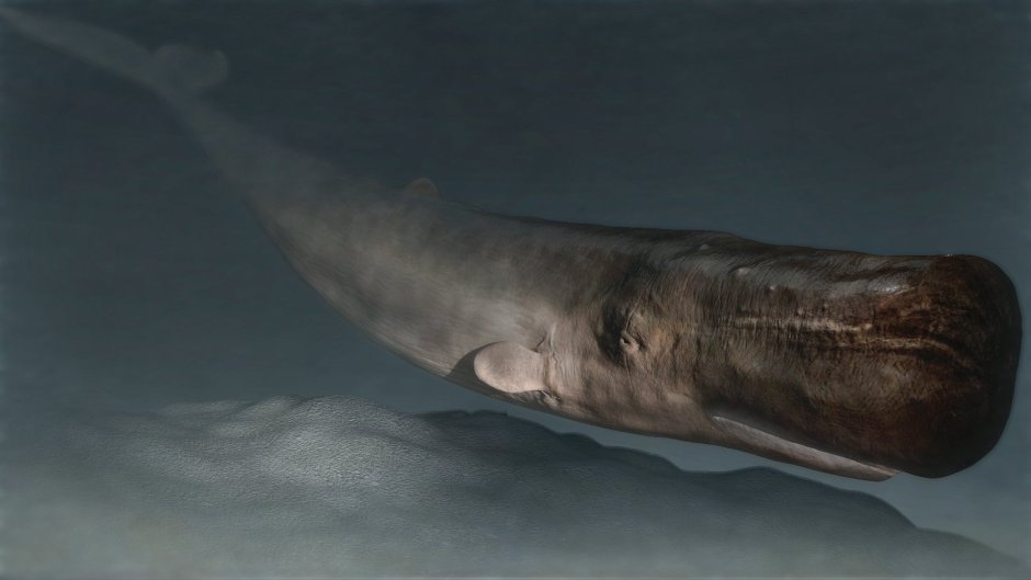 Белый кит убийца Кашалот