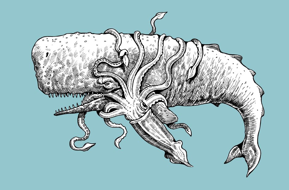 Строение мозга кашалота