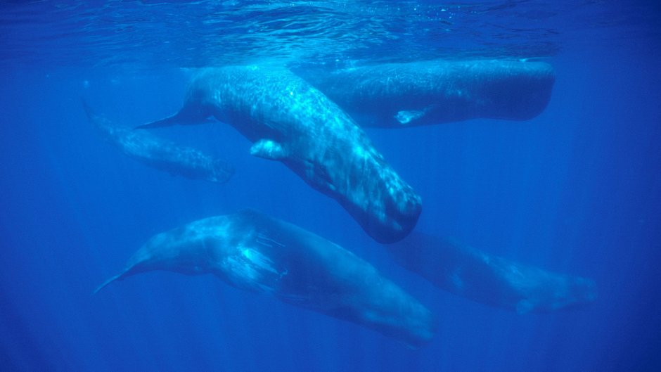 Архите́утис (гига́нтский кальма́р)