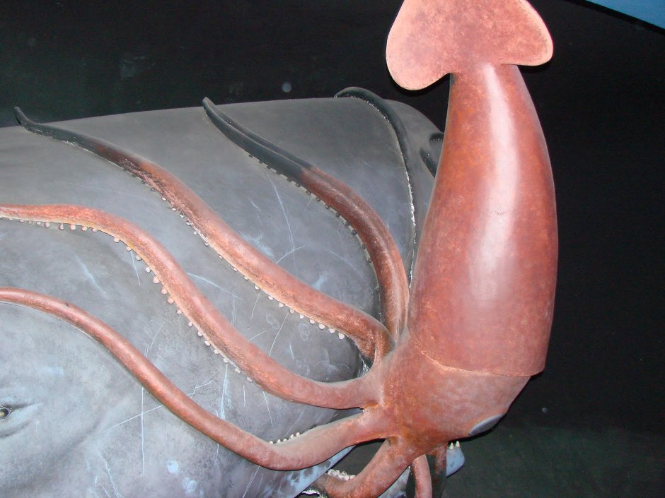 Гигантский кальмар Кракен