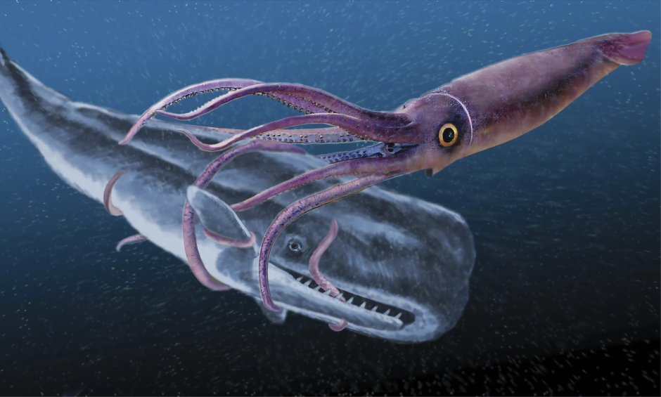 Атлантический гигантский кальмар