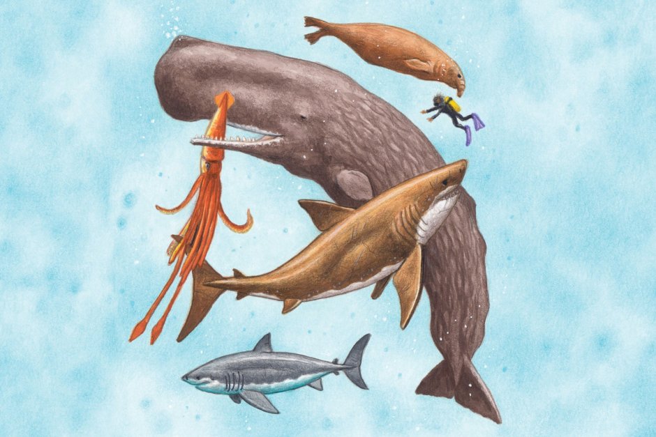 Кашалот и улитка