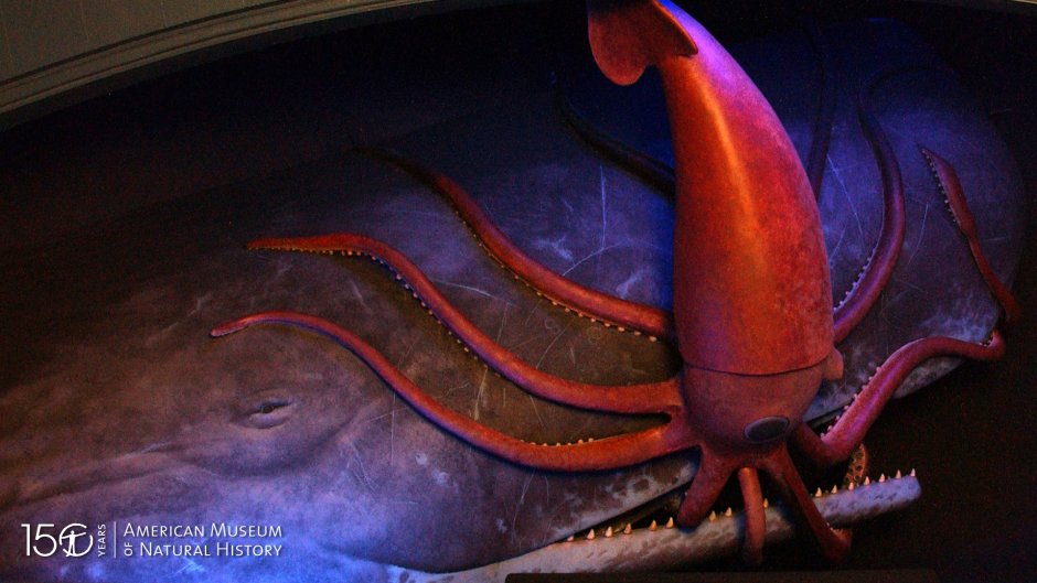 Морские чудовища похожие на кальмара