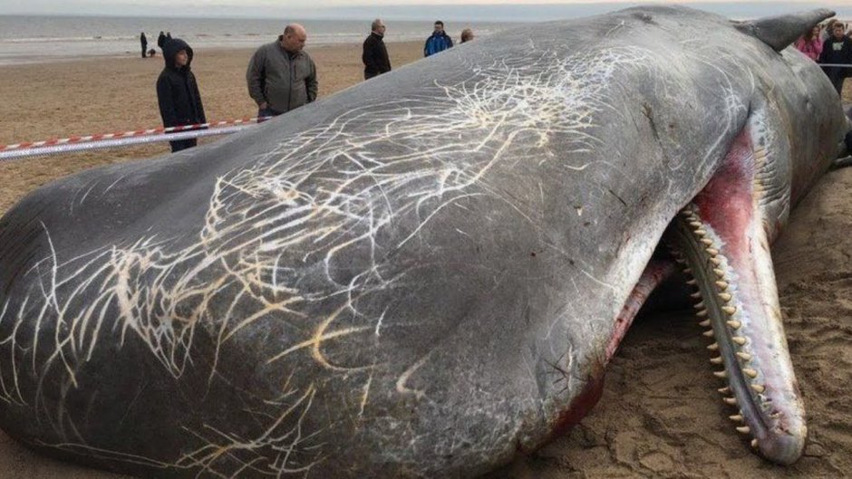 Кальмар Лессона