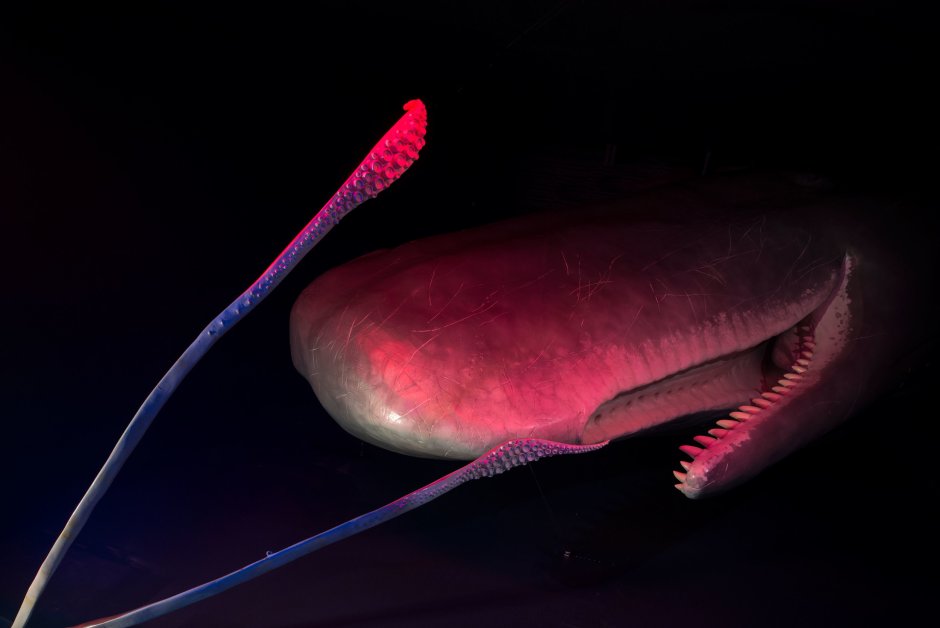 Кракен и кит