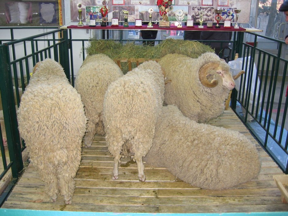 Асканийский Рамбулье