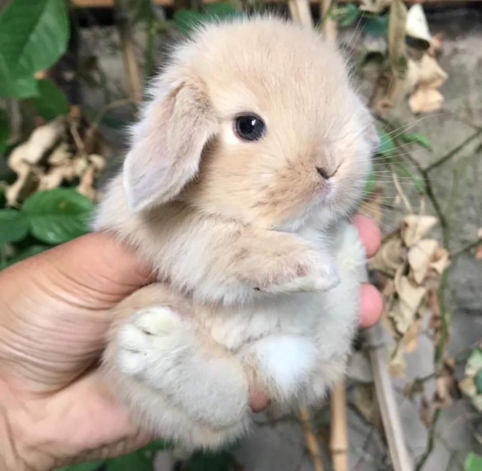 Белый вислоухий кролик