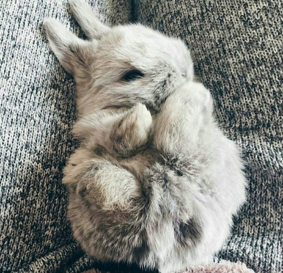 Маленький белый кролик