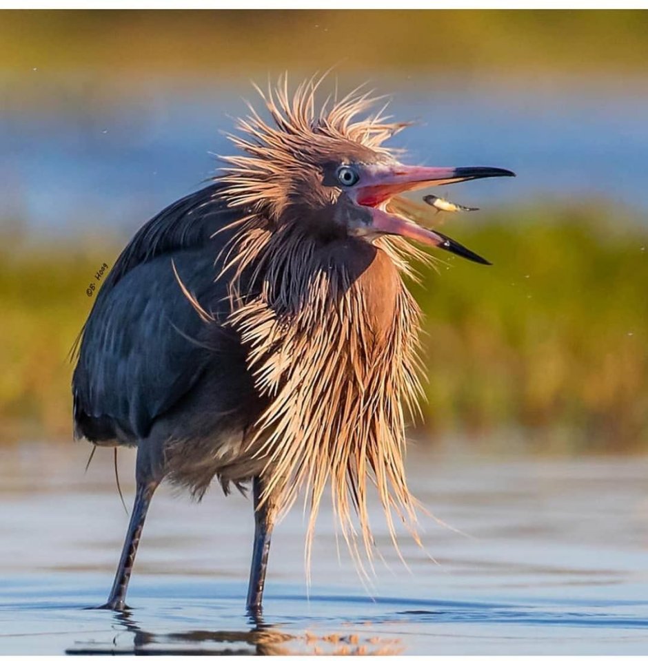 Great Blue Heron