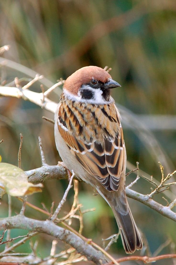 Воробьиные птицы Карелии