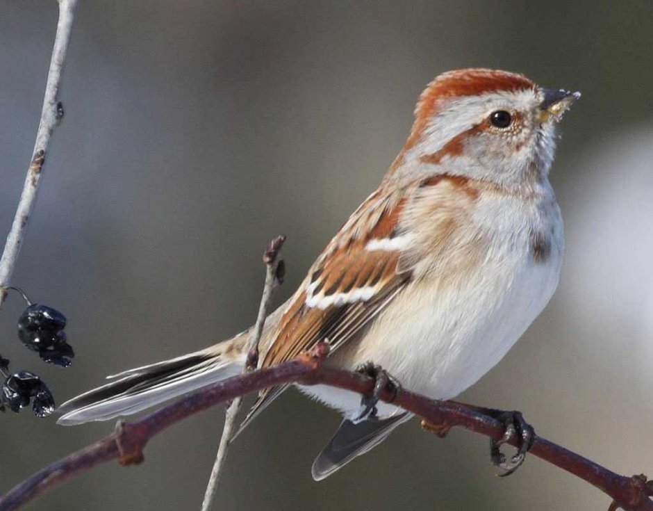 Воробьиные Воробьинообразные