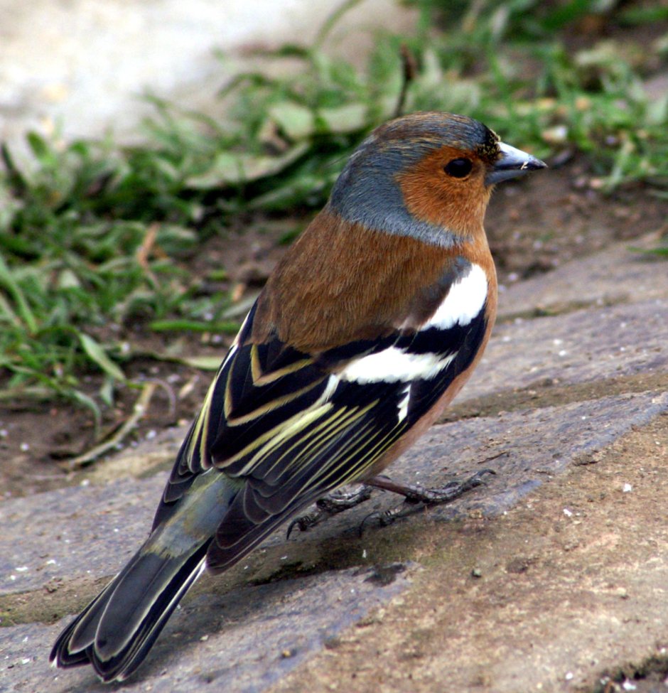 Зяблик (fringilla COELEBS)