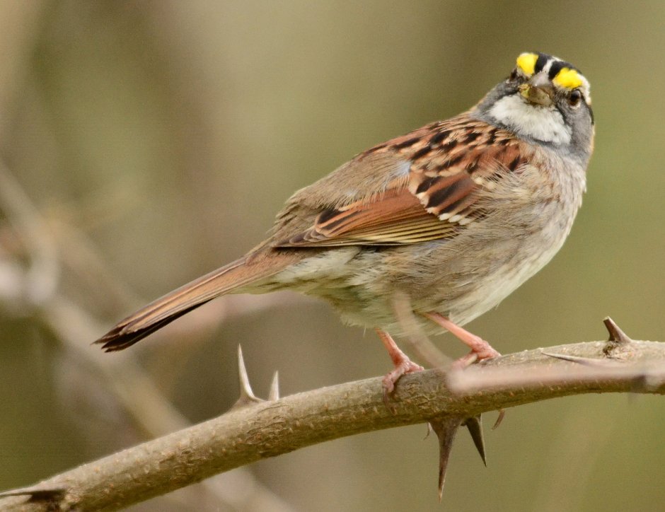 Певчие воробьиные